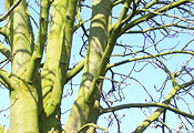malen in der Natur